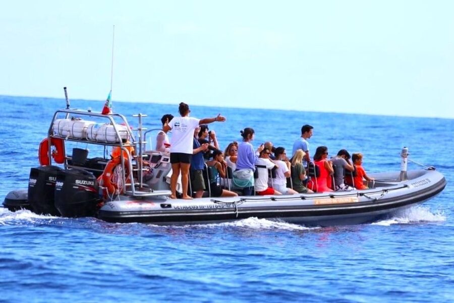 From Funchal: Whale and Dolphin Watching - Searching the Open Water for Whales and Dolphins