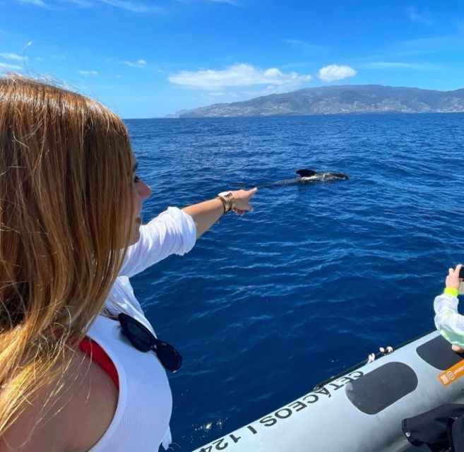 From Funchal: Whale and Dolphin Watching - Swimming Is a Bonus, Not the Main Event
