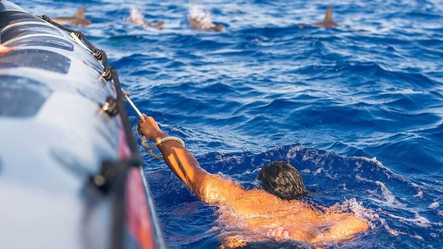 From Funchal: Whale and Dolphin Watching - Animal Care and Safety on the Water