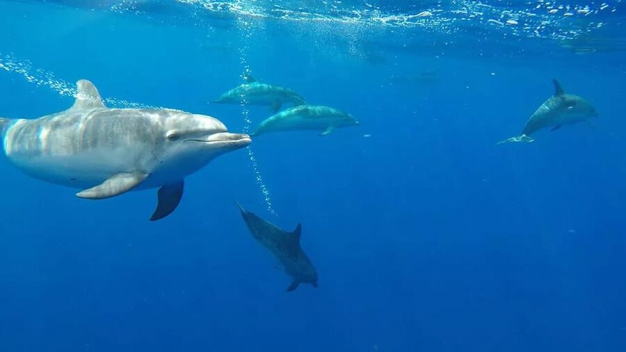 From Funchal: Whale and Dolphin Watching - Is $56 a Fair Price?