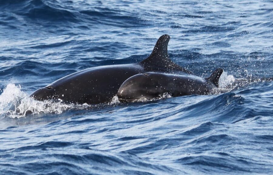From Funchal: Whales and Dolphin Adventure Tour - Who will enjoy this Madeira boat trip most?