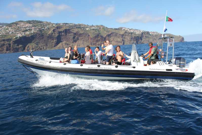 From Funchal: Whales and Dolphin Adventure Tour - Searching for dolphins and whales around Madeira