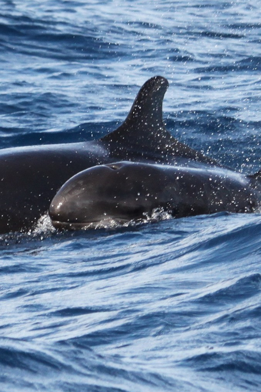 From Funchal: Whales and Dolphin Adventure Tour - Why the small speedboat changes the experience