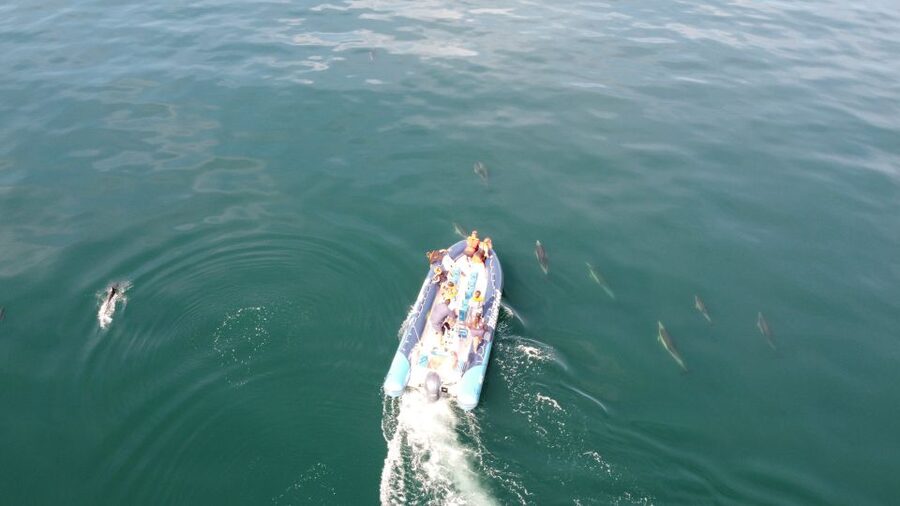 From Lagos: Dolphin Watching Boat Trip w/Marine Biologists - The best moments beside a pod