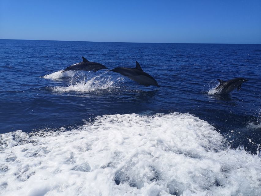 From Lagos: Dolphin Watching Boat Trip w/Marine Biologists - The guides make the difference