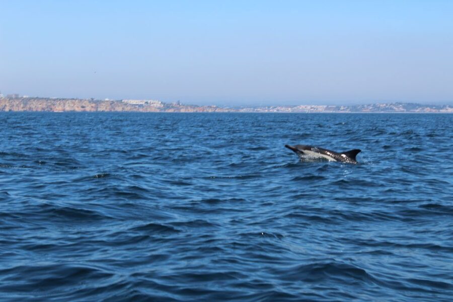 From Lagos: Dolphin Watching Boat Trip w/Marine Biologists - The return trip and possible coastal bonus
