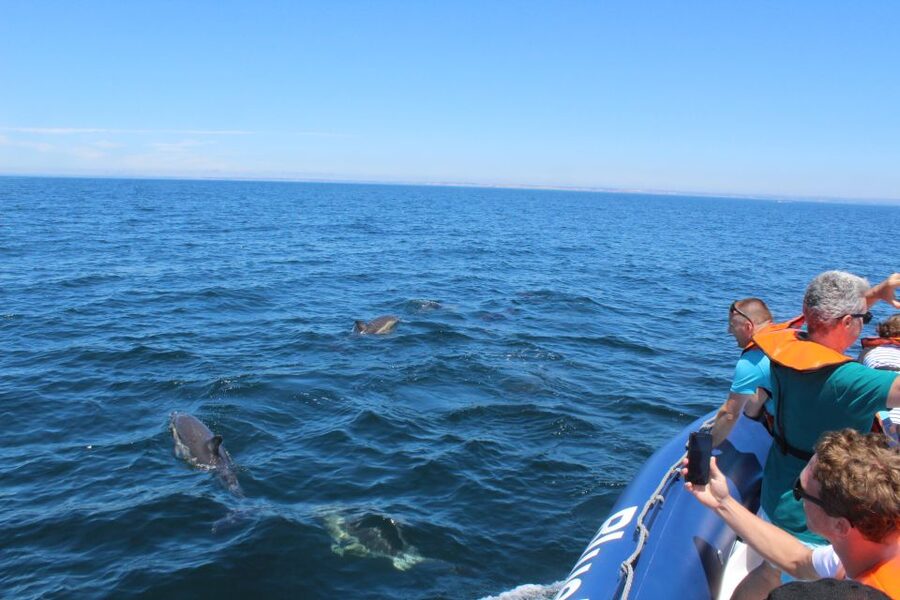 From Lagos: Dolphin Watching Boat Trip w/Marine Biologists - Is $42 good value?