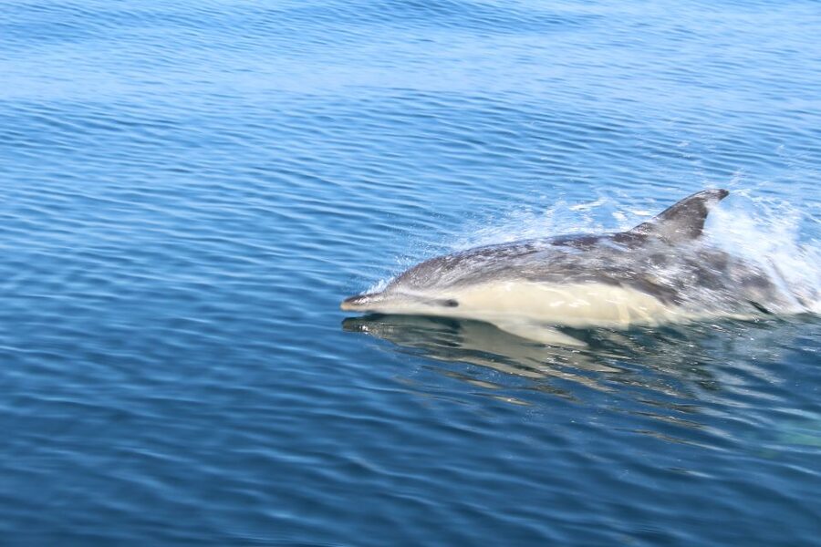 From Lagos: Dolphin Watching Boat Trip w/Marine Biologists - Timing, weather, and who should go