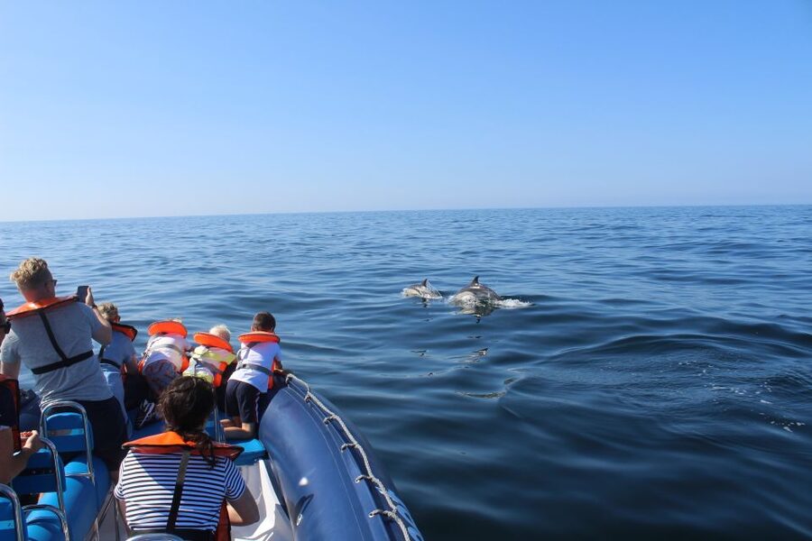 From Lagos: Dolphin Watching Boat Trip w/Marine Biologists - What the RIB ride feels like