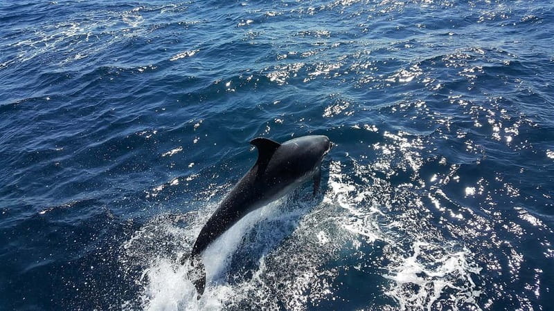 From Lagos: Dolphin Watching Catamaran Cruise - Key points to know before you book