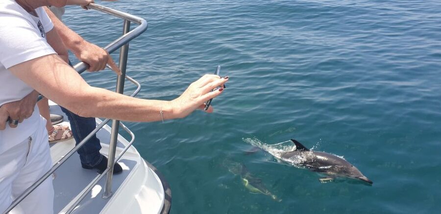 From Lagos: Dolphin Watching Catamaran Cruise - Why the dolphin encounters earn strong praise