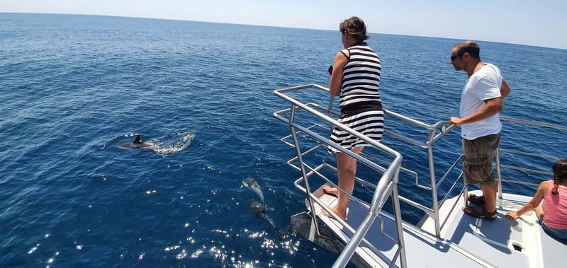 From Lagos: Dolphin Watching Catamaran Cruise - Who will enjoy this cruise most?