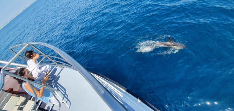 From Lagos: Dolphin Watching Catamaran Cruise - Practical tips for a better outing