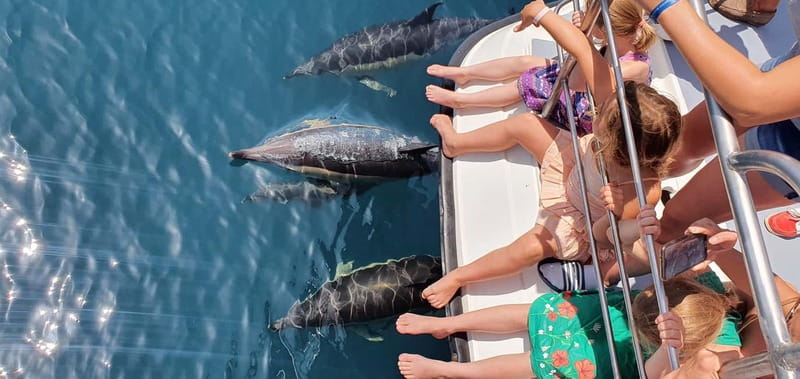 From Lagos: Dolphin Watching Catamaran Cruise - The 1.5-hour search for dolphins