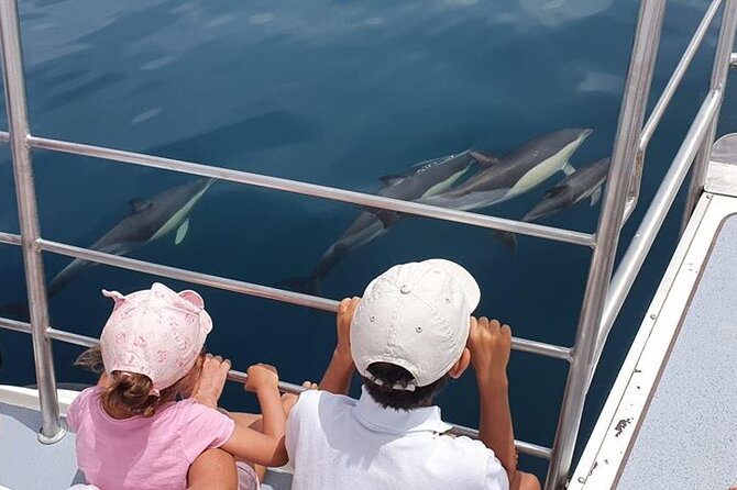From Lagos: Dolphin Watching Cruise on a Catamaran - Key points to know before you book