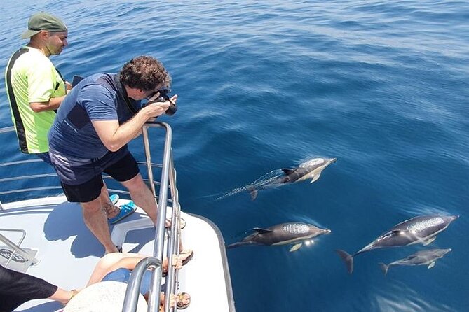 From Lagos: Dolphin Watching Cruise on a Catamaran - The search for dolphins and whales
