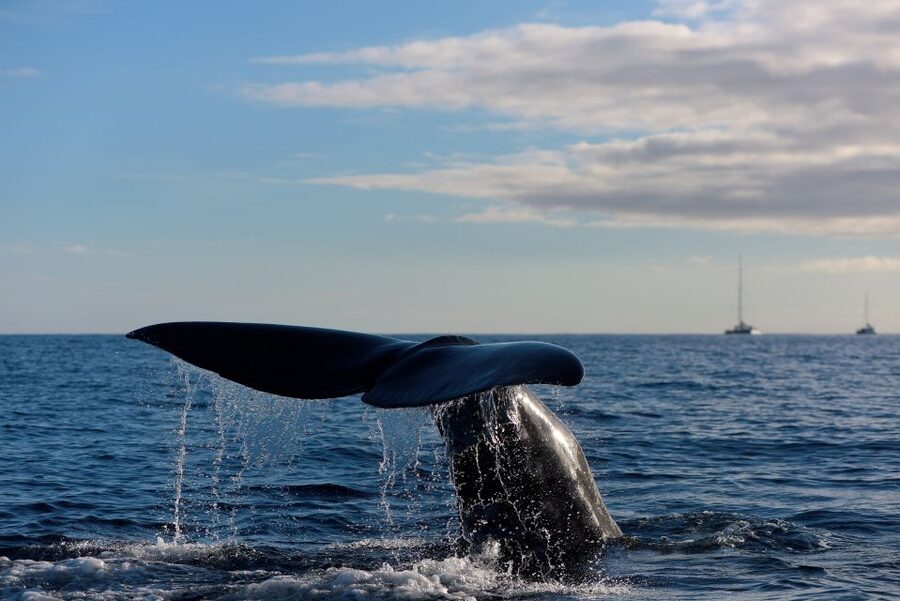 From Machico: Madeira Whale and Dolphin Watching Boat Tour - Leaving Marina Machico in a compact boat