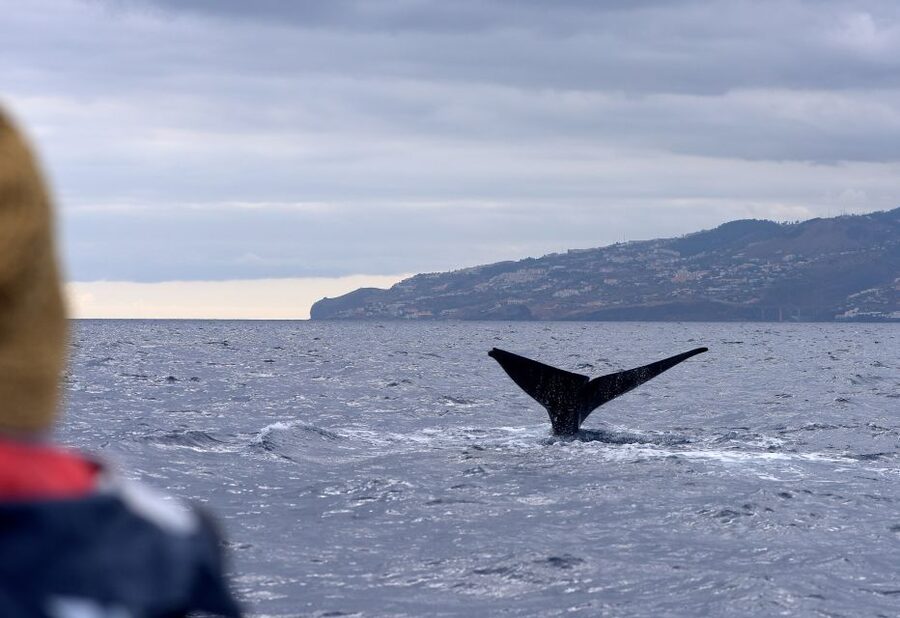 From Machico: Madeira Whale and Dolphin Watching Boat Tour - The marine biologist turns searching into learning