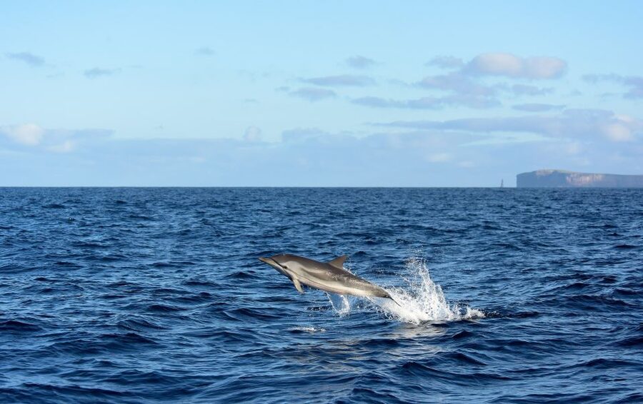 From Machico: Madeira Whale and Dolphin Watching Boat Tour - Madeira’s coast fades as wildlife takes over