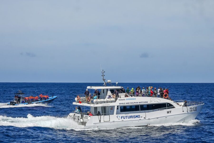 From Ponta Delgada: Whale and Dolphin Watching Trip - Key points before you book