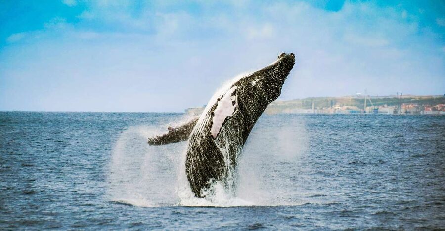 From Ponta Delgada: Whale and Dolphin Watching Trip - Who should book this outing?