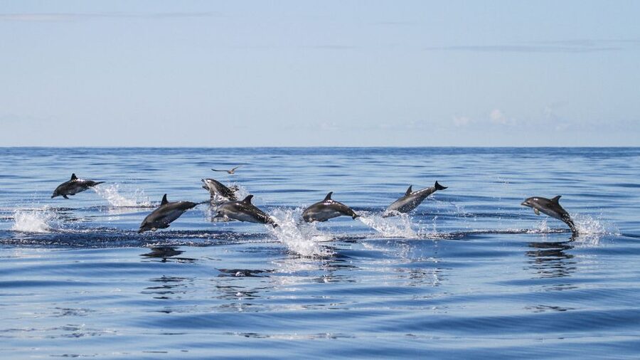 From Ponta Delgada: Whale and Dolphin Watching Trip - Catamaran or Zodiac: choose according to your sea legs