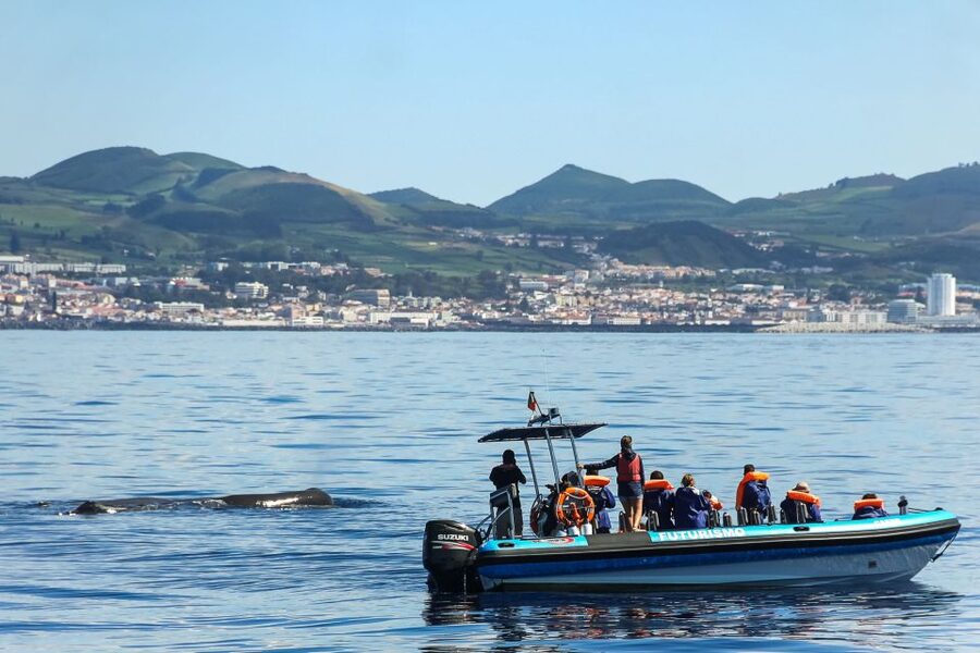 From Ponta Delgada: Whale and Dolphin Watching Trip - Two hours and 45 minutes on the Atlantic