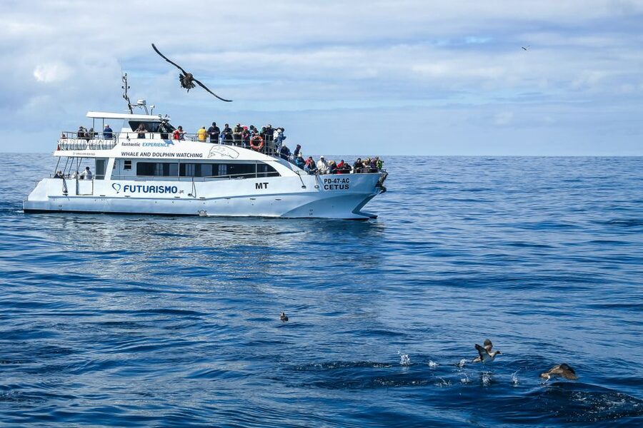From Ponta Delgada: Whale and Dolphin Watching Trip - What you might see in each season