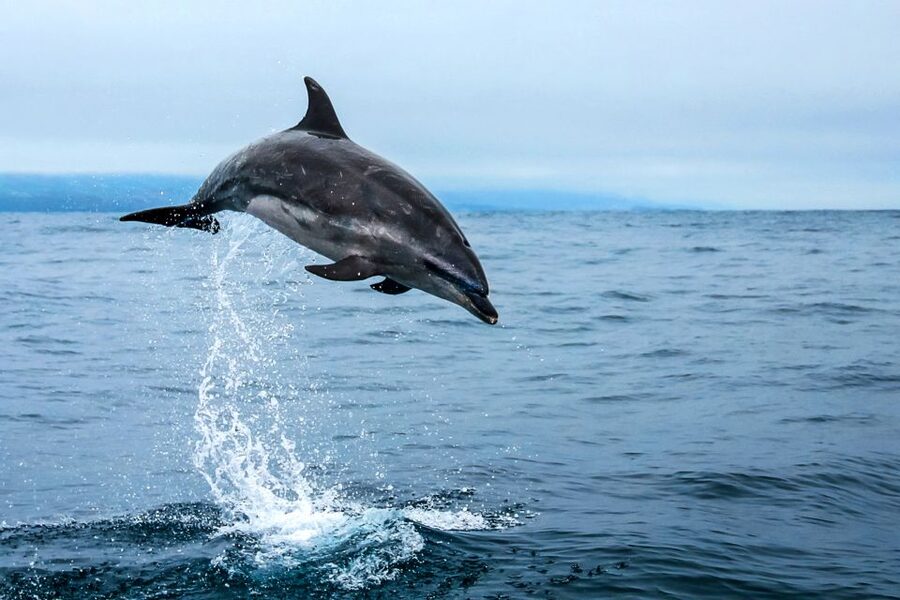 From Ponta Delgada: Whale and Dolphin Watching Trip - The guide is a major part of the value