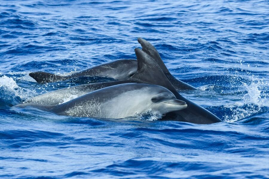 From Ponta Delgada: Whale and Dolphin Watching Trip - The biggest practical issue is motion sickness