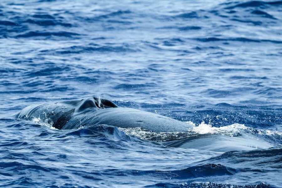 From Ponta Delgada: Whale and Dolphin Watching Trip - Meeting point, timing, and cancellation details