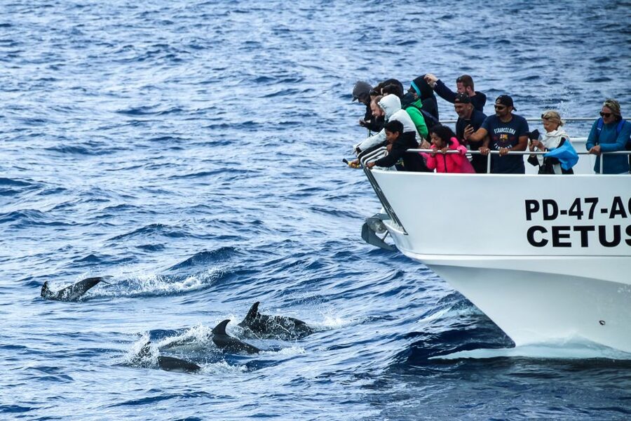 From Ponta Delgada: Whale and Dolphin Watching Trip - The 15-minute briefing: more useful than a formality