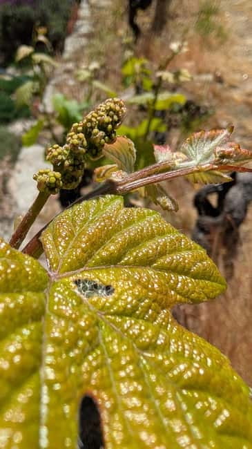 From Porto: 2 Wine Regions, Farm-to-Table Lunch & Boat - The Douro estate, vineyard views, and cellar visit