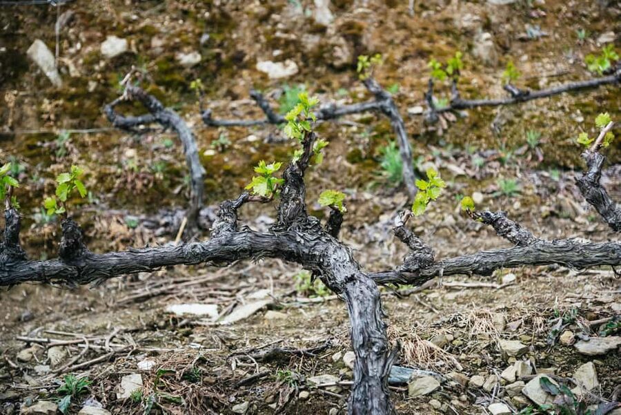 From Porto: Douro Valley Wine Tour with Lunch and Cruise - Lunch: Three Courses With Douro DOC Wine