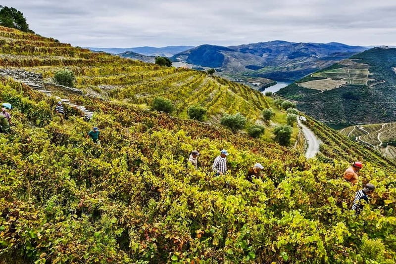 From Porto: Douro Valley with Wineries, Lunch and Boat Trip - Who should book this Douro day trip?