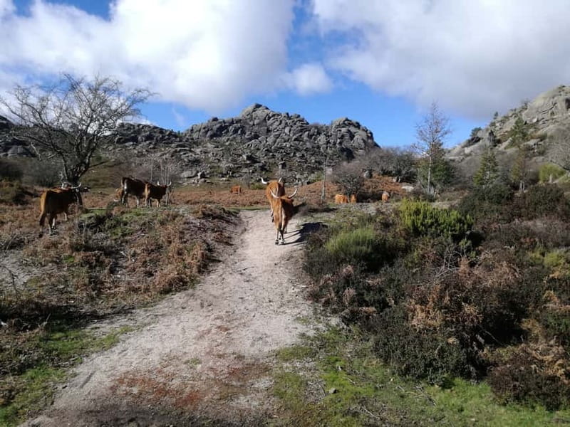 From Porto: Hike, Swim or just Explore Gerês National Park - The best parts of the day at a glance