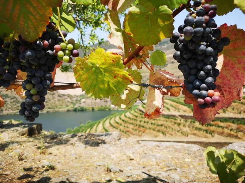 From Porto: Tastings at 2 Wineries, Chef's Lunch & Boat Tour - Meeting small family winemakers in Sabrosa