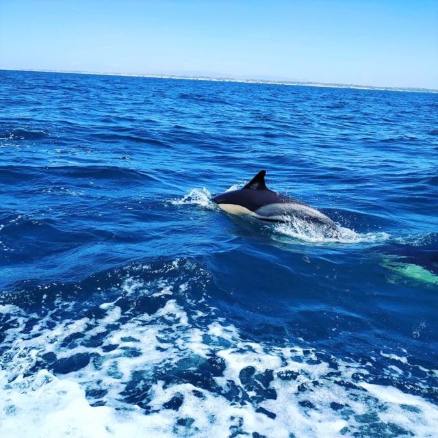 From Vilamoura: 2.5-Hour Benagil Cave and Dolphins Boat Tour - Key points to know before you go