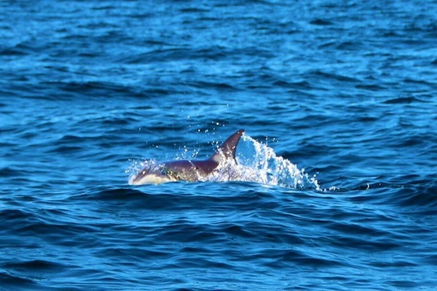 From Vilamoura: 2.5-Hour Benagil Cave and Dolphins Boat Tour - How the group size affects the day