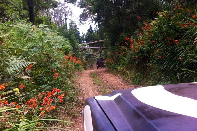 Full-Day Jeep Safari West: Fanal, Porto Moniz, Seixal, Cabo Girão - Starting with fishing boats at Câmara de Lobos