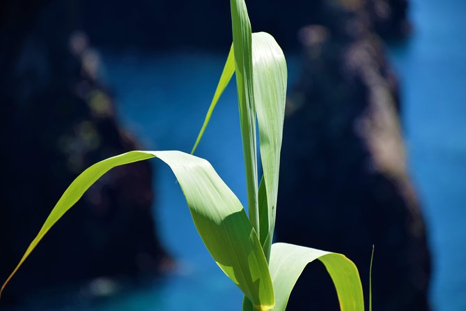 Full Day Tour of Madeira West - The guides are a major part of the value