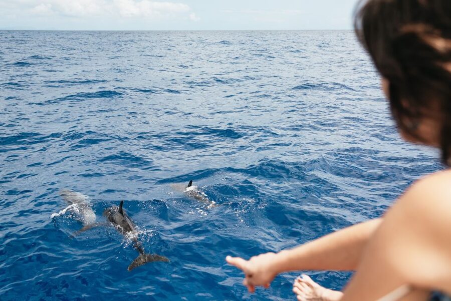 Funchal Bay: Dolphin & Whale Watch Luxury Catamaran Cruise - Practical details before you go