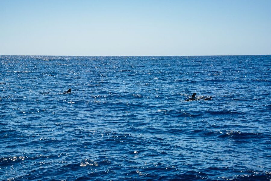 Funchal: Dolphin and Whale Watching by Luxury Catamaran - Should you book it?
