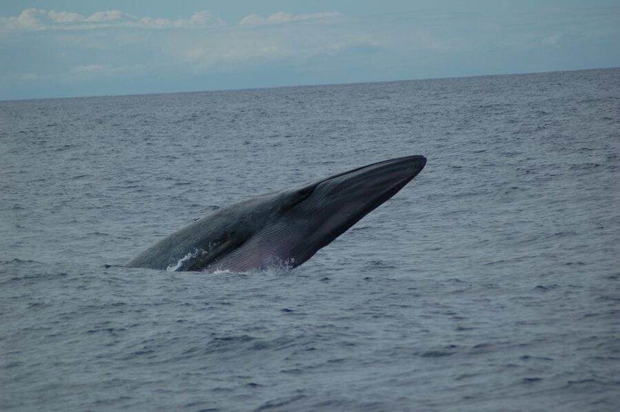 Funchal: Dolphin and Whale Watching Catamaran Cruise - Cabo Girão and the coast seen from the sea