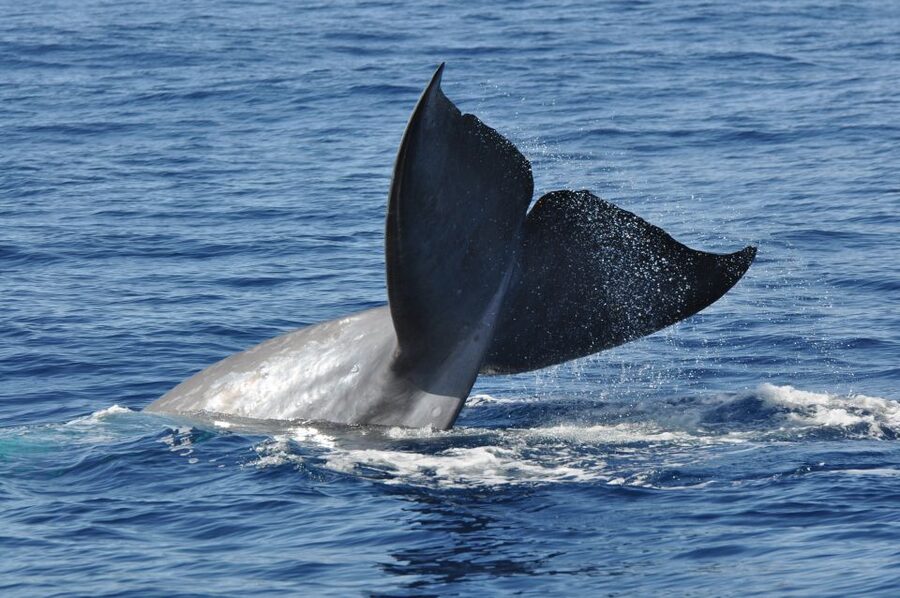 Funchal: Dolphin and Whale Watching Catamaran Cruise - A catamaran built for comfort, not speed