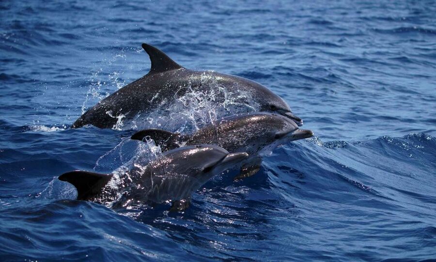 Funchal: Dolphin and Whale Watching Cruise - Key points before you book