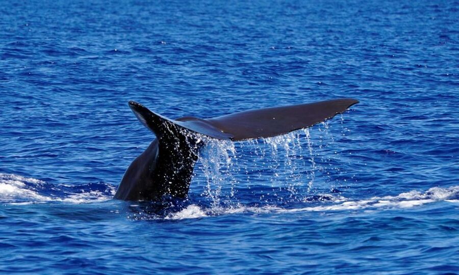 Funchal: Dolphin and Whale Watching Cruise - Should you book the Funchal Dolphin and Whale Watching Cruise?