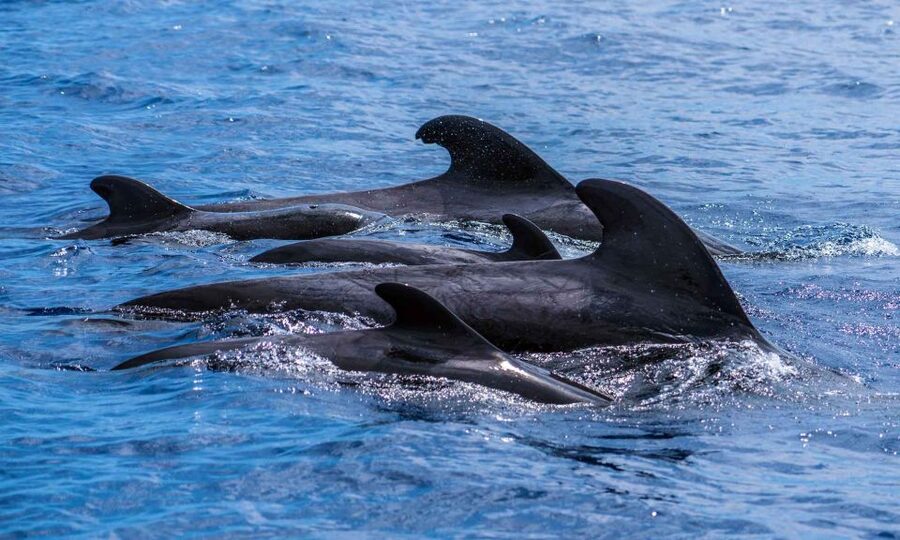 Funchal: Dolphin and Whale Watching Cruise - Searching offshore for dolphins and whales