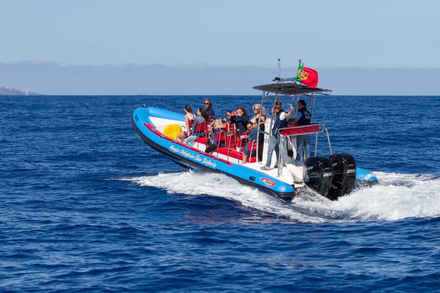 Funchal: Dolphin and Whale Watching Cruise - The marine biologist guides make the difference