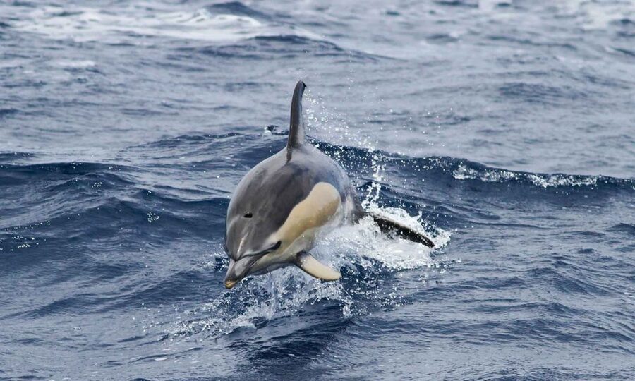 Funchal: Dolphin and Whale Watching Cruise - How wet and rough should you expect to get?